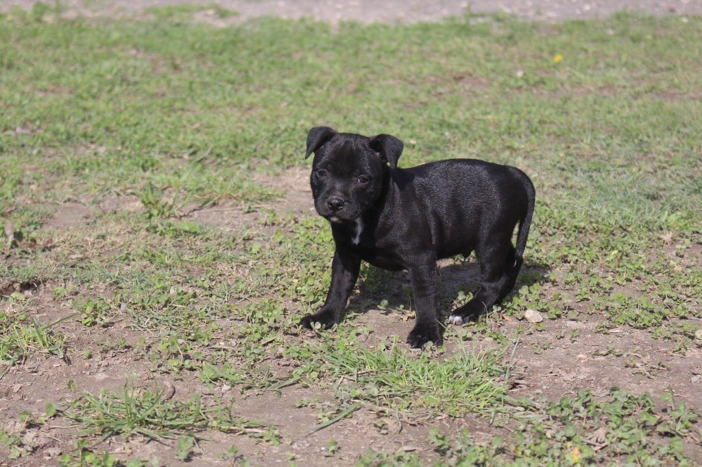 Guerrier 5 - Staffordshire Bull Terrier