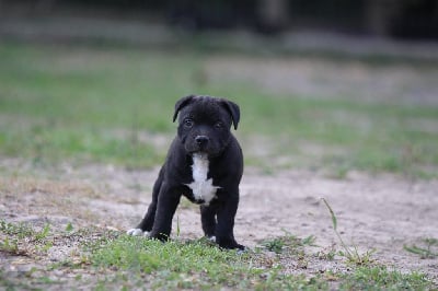 Les chiots de Staffordshire Bull Terrier