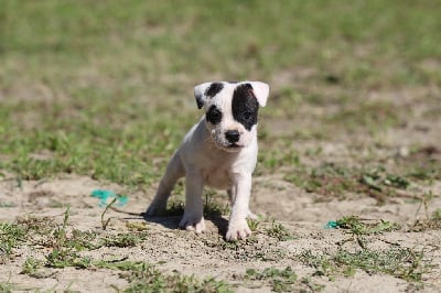 Les chiots de Staffordshire Bull Terrier