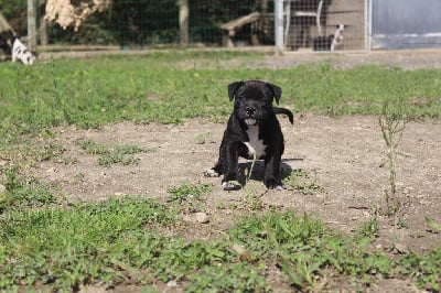 Les chiots de Staffordshire Bull Terrier