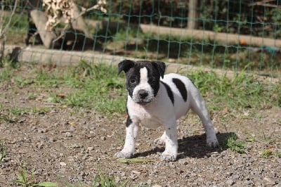 Les chiots de Staffordshire Bull Terrier