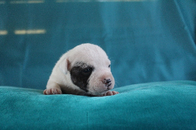 Les chiots de Staffordshire Bull Terrier