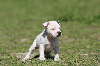 Baby 3 - Staffordshire Bull Terrier