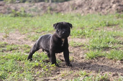 Les chiots de Staffordshire Bull Terrier