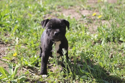 Les chiots de Staffordshire Bull Terrier