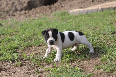 Les chiots de Staffordshire Bull Terrier