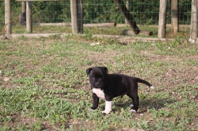 Les chiots de Staffordshire Bull Terrier