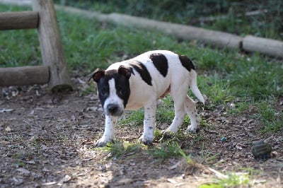 Les chiots de Staffordshire Bull Terrier