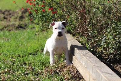 Les chiots de Staffordshire Bull Terrier