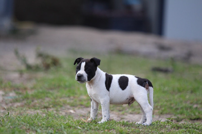 Vador des guerriers d?amour - Staffordshire Bull Terrier