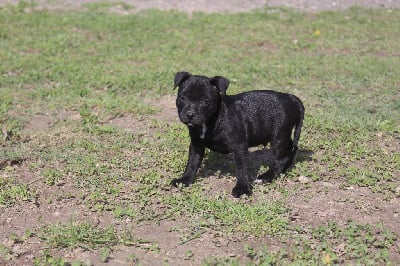 Les chiots de Staffordshire Bull Terrier