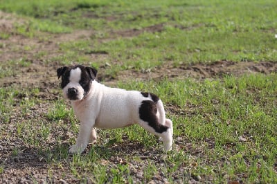 Les chiots de Staffordshire Bull Terrier