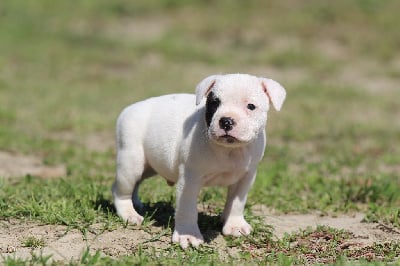 Les chiots de Staffordshire Bull Terrier