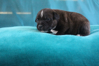 Les chiots de Staffordshire Bull Terrier