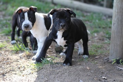 Les chiots de Staffordshire Bull Terrier