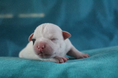 Les chiots de Staffordshire Bull Terrier