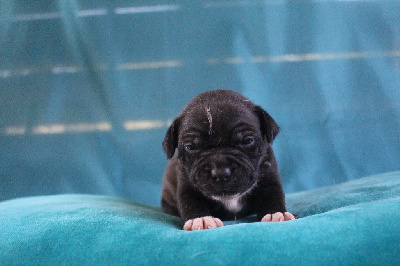 Les chiots de Staffordshire Bull Terrier