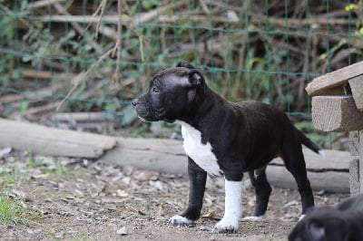 Les chiots de Staffordshire Bull Terrier