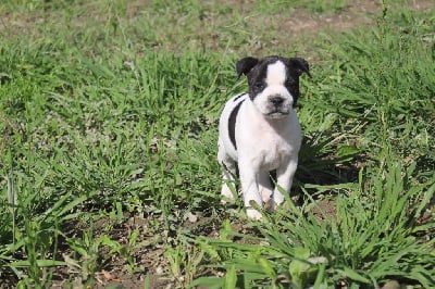 Les chiots de Staffordshire Bull Terrier