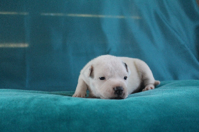 Les chiots de Staffordshire Bull Terrier