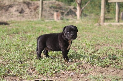 Les chiots de Staffordshire Bull Terrier