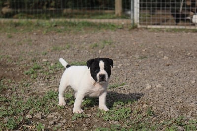 Les chiots de Staffordshire Bull Terrier