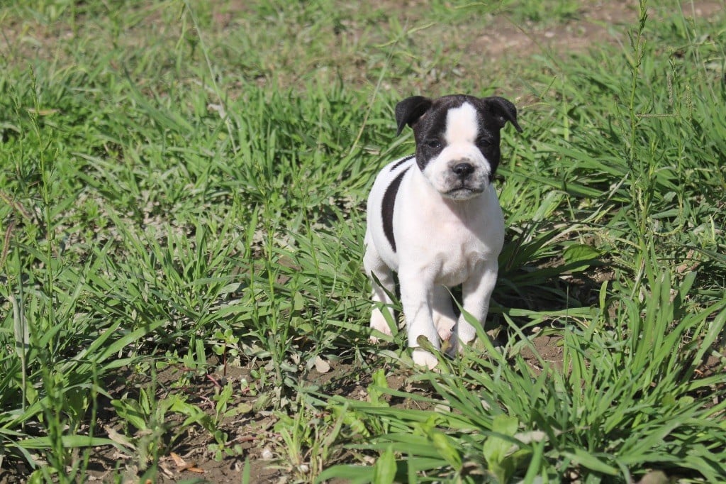 Guerrier 6 - Staffordshire Bull Terrier