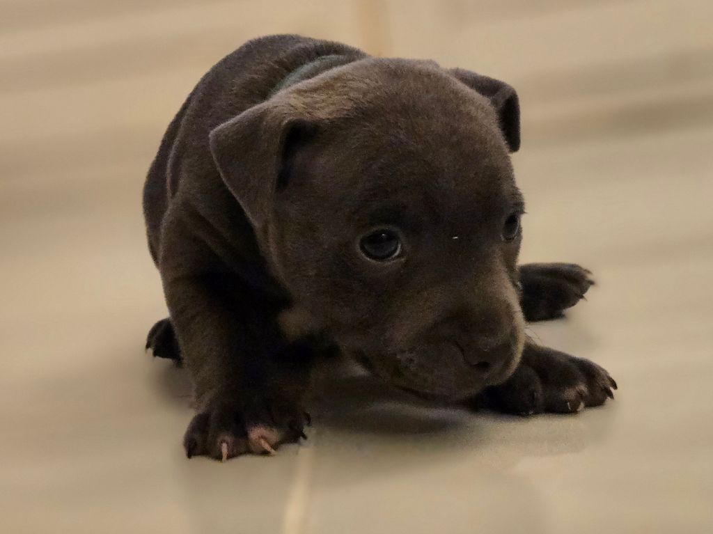 CHIOT 6 - Staffordshire Bull Terrier