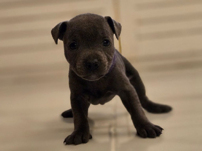 Les chiots de Staffordshire Bull Terrier