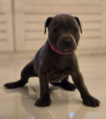 Les chiots de Staffordshire Bull Terrier