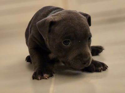 Les chiots de Staffordshire Bull Terrier