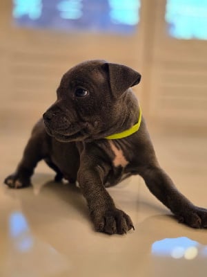 Les chiots de Staffordshire Bull Terrier