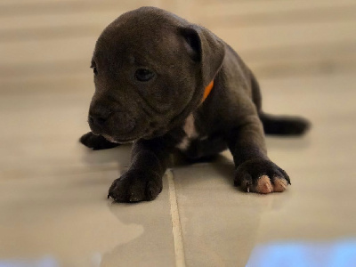 Les chiots de Staffordshire Bull Terrier