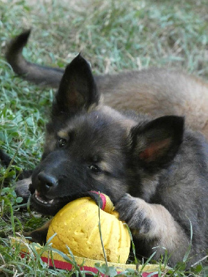 Les chiots de Berger Belge