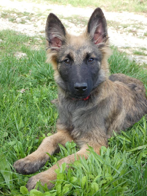 Les chiots de Berger Belge