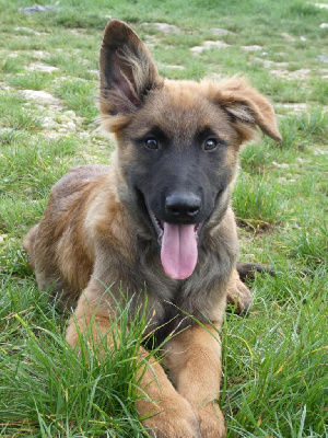 Les chiots de Berger Belge