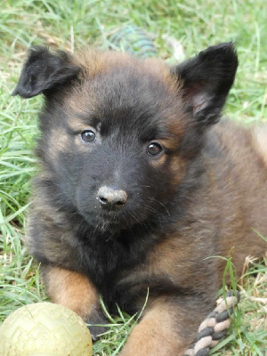 Les chiots de Berger Belge