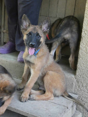 Les chiots de Berger Belge