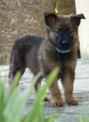 Les chiots de Berger Belge