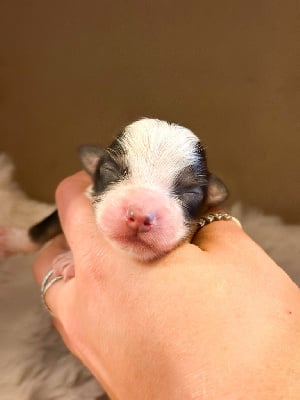 Les chiots de Berger Américain Miniature 