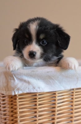 Les chiots de Berger Américain Miniature 