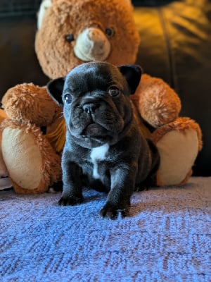 Bouledogue français