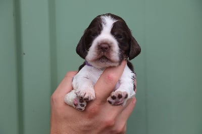 Collier Violet - Cocker Spaniel Anglais