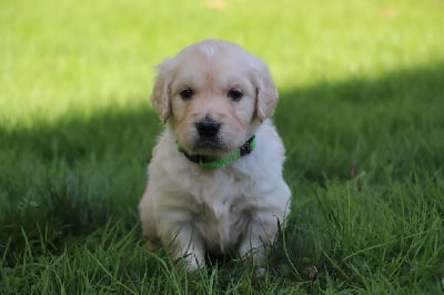 Les chiots de Golden Retriever