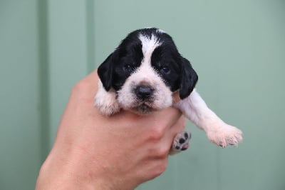 Collier bleu ciel - Cocker Spaniel Anglais