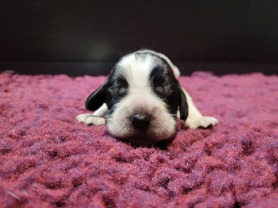 Les chiots de Cocker Spaniel Anglais