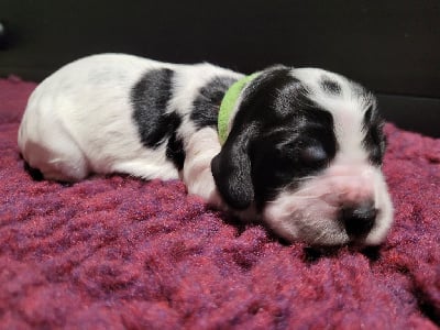 Les chiots de Cocker Spaniel Anglais