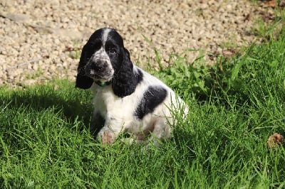 Les chiots de Cocker Spaniel Anglais