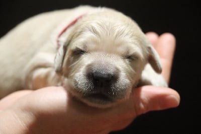 Les chiots de Golden Retriever