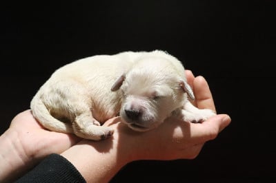 Les chiots de Golden Retriever